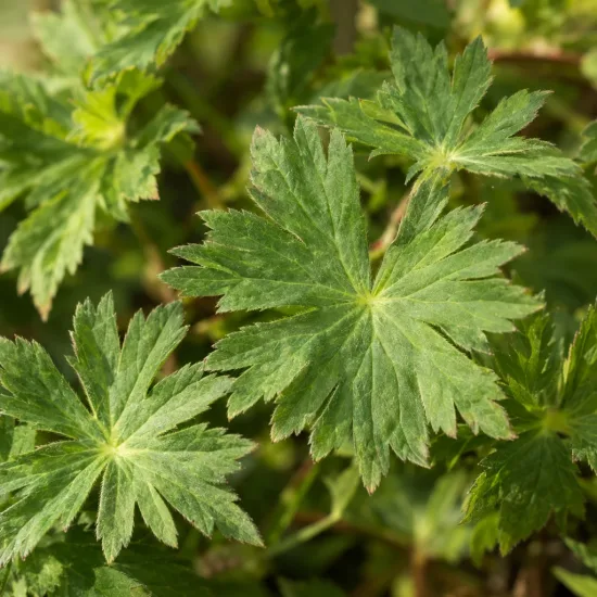 Géranium bleue à coeur blanc 'rozanne' 'Gerwat' (Geranium) — gros plan sur feuilles vertes découpées · Photo d'illustration
