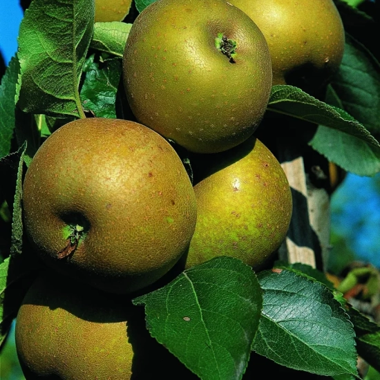 Pommier  'Reinette grise du canada'