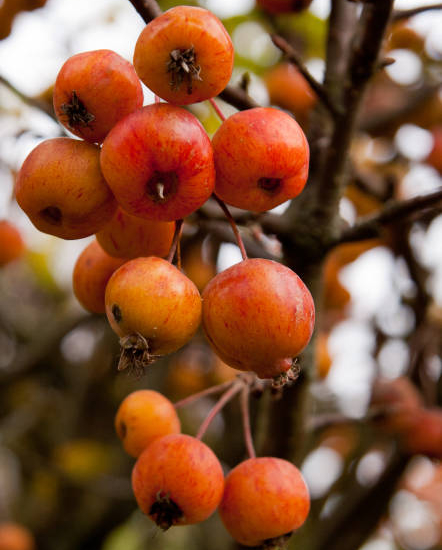 Pommier d'ornement 'Professor sprenger'