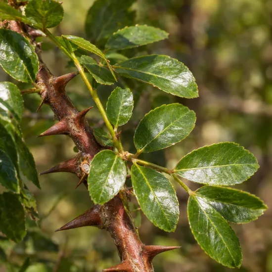 Poivrier de corée (Zanthoxylum coreanum) — branche épineuse avec feuilles composées brillantes · Photo d'illustration