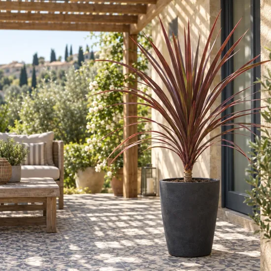 Cordyline 'Red comet' (Cordyline australis) — plante graphique en pot sur terrasse ensoleillée · Photo d'illustration