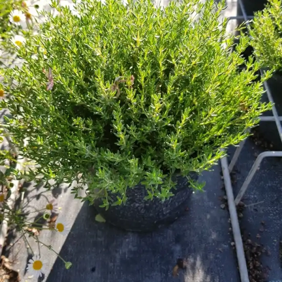 Thymus vulgaris