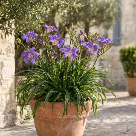 Hémérocalle 'Bleu violette' (Hemerocallis) — Photo d'illustration, photo 3