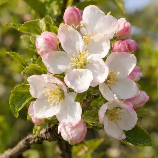 Pommier 'Idared' (Malus domestica) — grappe de fleurs blanches rosées avec boutons roses