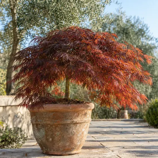 Érable du japon 'Diss. atropurpureum' (Acer palmatum) — arbuste au feuillage fin rouge orangé sur terrasse