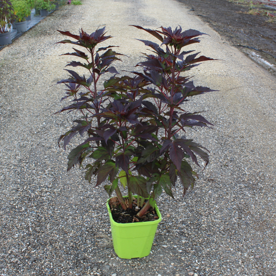Hibiscus des marais 'Geant red'