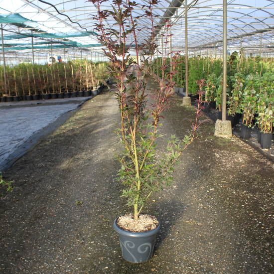 Érable du japon 'Skeeter's broom rouge'