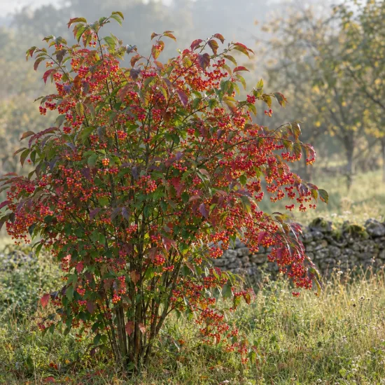 Fusain d'europe 'Red cascade' (Euonymus europaeus) — arbuste couvert de petits fruits colorés au jardin · Photo d'illustration