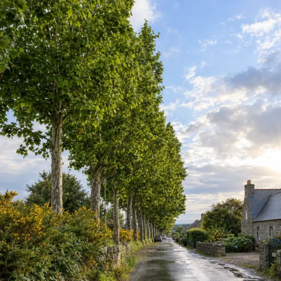 Platane à feuilles d'érable pyramidal 'Pyramidalis' (Platanus × hispanica) — alignement d'arbres élancés le long d'une route · Photo d'illustration