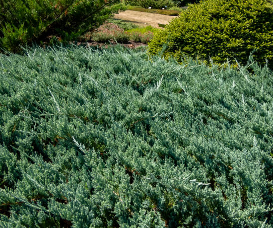 Genévrier rampant 'blue chip'