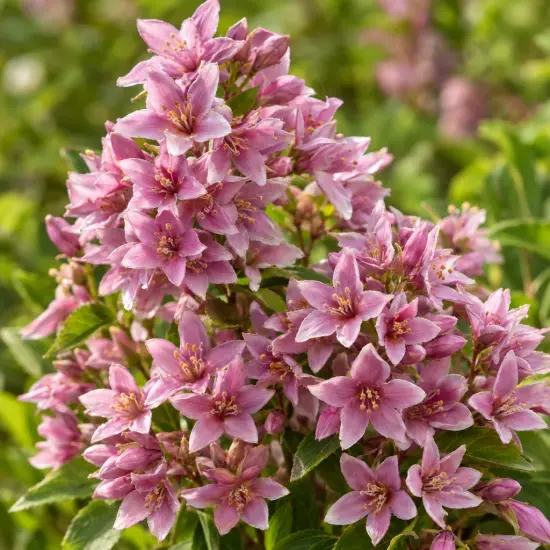 Deutzie 'Mont rose' (Deutzia) — grappes de petites fleurs roses étoilées