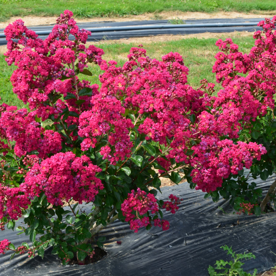 Lilas des indes 'Berry dazzle'