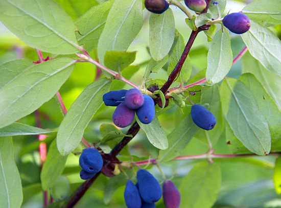 Chèvrefeuille bleu 'Kamtschatica'