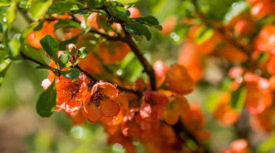 Cognassier à fleurs 'Orange storm'