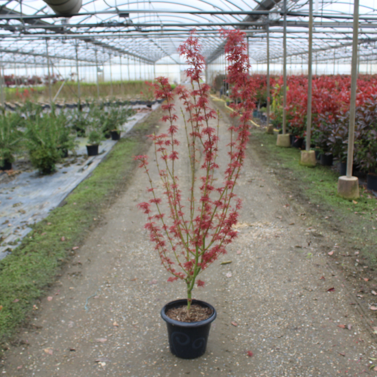 Érable du japon 'Jerre schwartz'