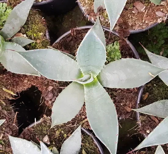 Agave applanata — rosette de feuilles épaisses en pot de culture · Pot 2.5L