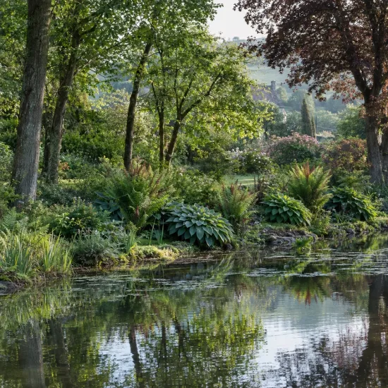 Osmunda 'Purpurascens' (Osmunda regalis) — Photo d'illustration, photo 3