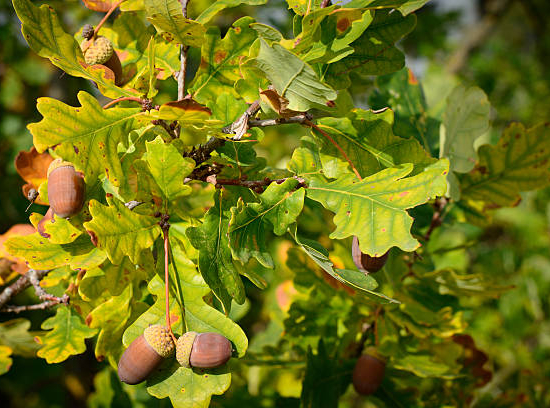 Chêne pédonculé 'Pedunculata'