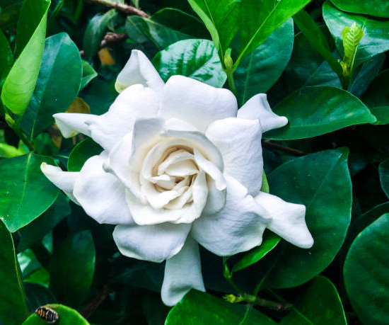 Tiaré 'Double mint'