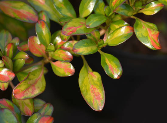 Coprosme 'Evening glow'