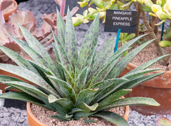 Mangave 'Ananas express'