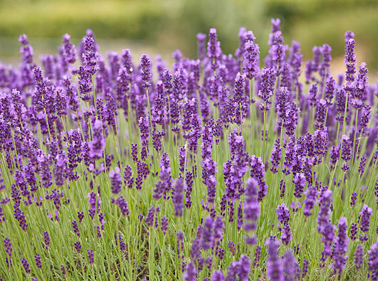 Lavande 'Anna'