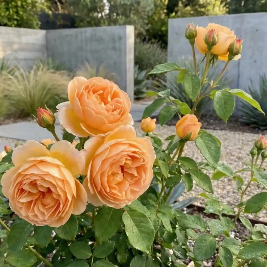 Rosier 'The lady gardener '