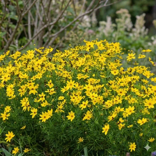 Coreopsis 'Zagreb'