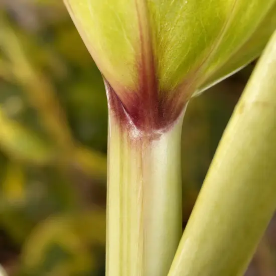 Oreille d'éléphant 'Maui gold' (Colocasia esculenta) — gros plan de tige verte nervurée à base pourprée