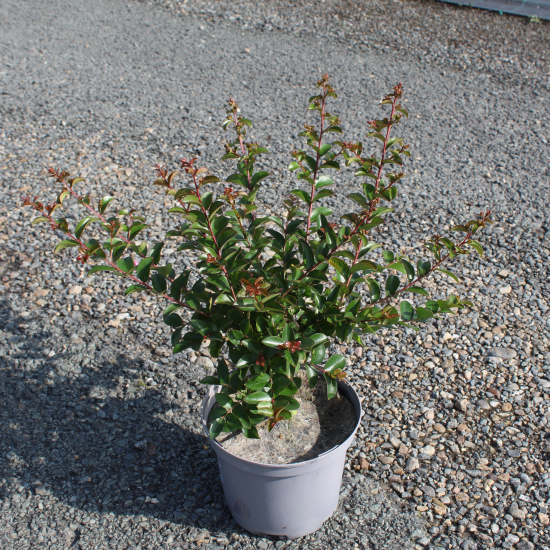 Lilas des indes 'Petit canaille rouge'