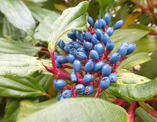 Viburnum tinus