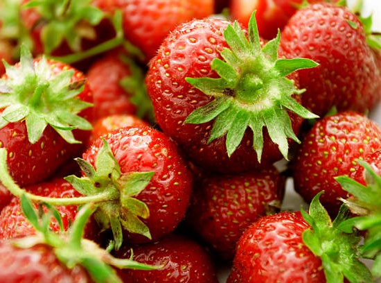 Fraisier 'Ewigi liebi'