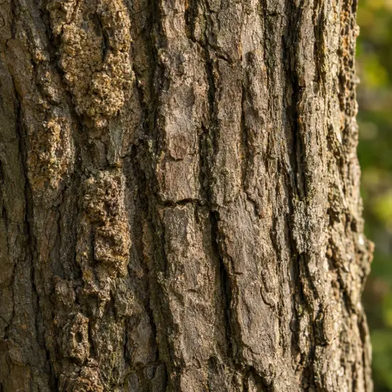 Noyer hybride 'Ng23 lataule' (Juglans nigra) — gros plan sur écorce rugueuse d’arbre