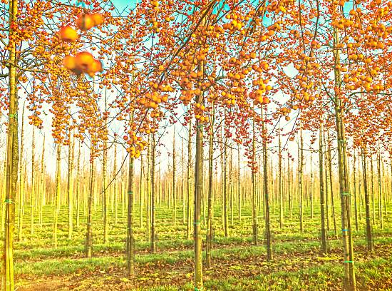 Pommier d'ornement 'Professor sprenger'