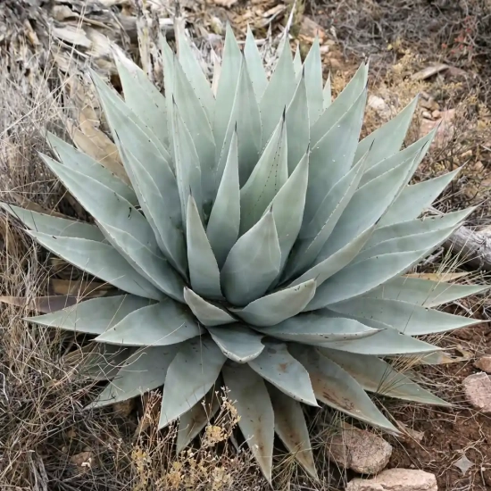 Agave de parry 'Couesii'