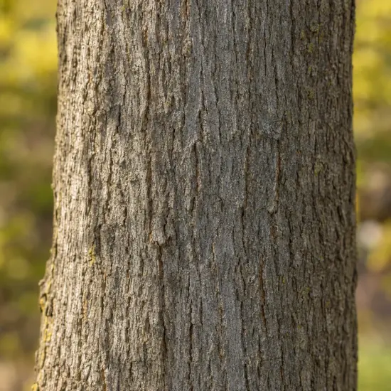 Févier d'amérique sans épines 'Spectrum' (Gleditsia triacanthos) — gros plan sur écorce de tronc