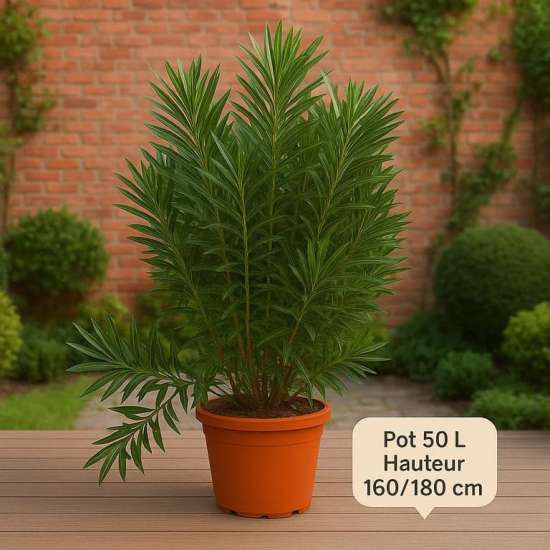 Laurier rose 'Emile Sahut'