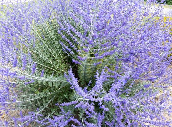 Sauge de sibérie 'Blue spire'