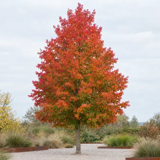 Érable rouge 'Red sunset' (Acer rubrum) — grand arbre isolé au feuillage rouge orangé