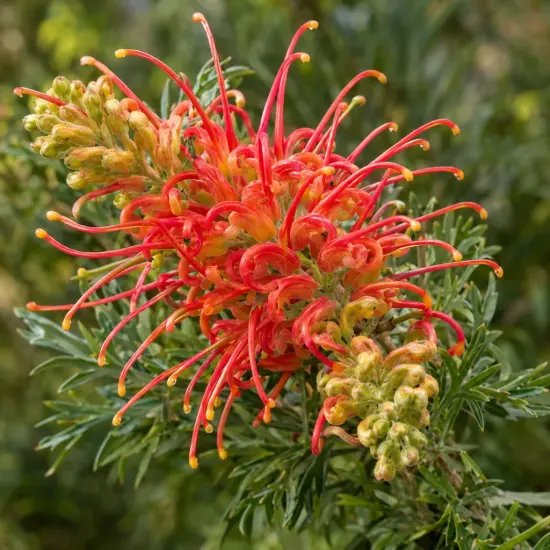 Grévilléa 'Joe mason' (Grevillea) — gros plan d’inflorescences rouges sur feuillage vert