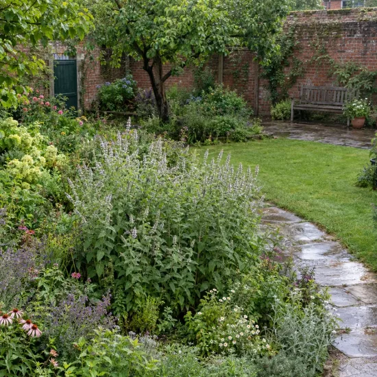Menthe géante (Mentha × villosa) — massif de vivaces bordant une allée de jardin · Photo d'illustration