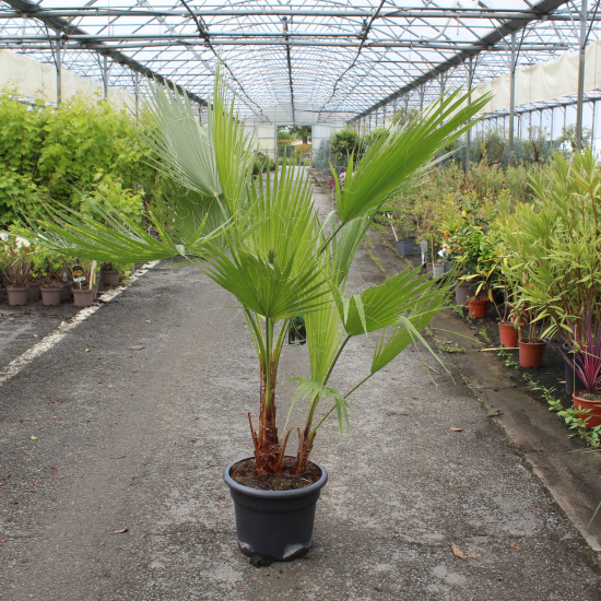 Washingtonia 'Filifera'