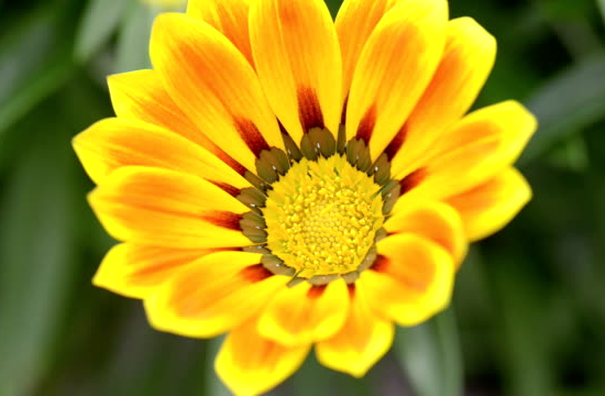 Gazania raide