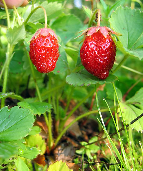 Fraisier 'Delecta'