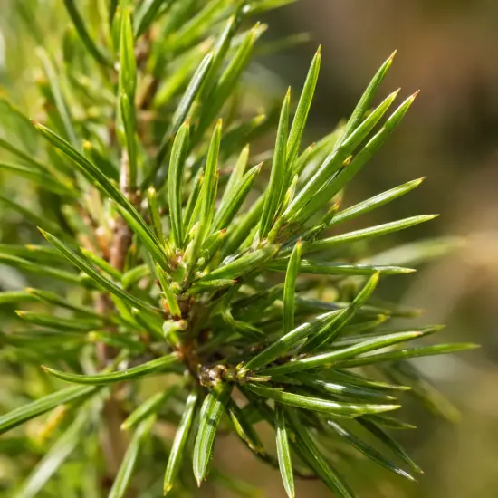 Grévilléa 'Killer frost' (Grevillea) — gros plan sur rameau aux feuilles étroites