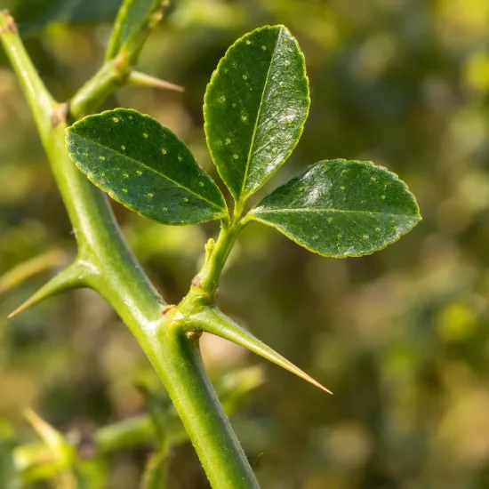 Orange trifoliée 'Rubidoux' (Poncirus trifoliata) — gros plan de feuilles trifoliées et épines · Photo d'illustration