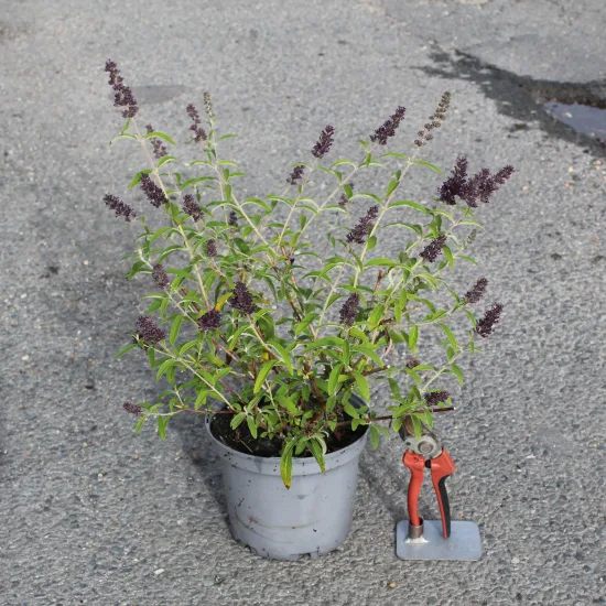 Arbre aux papillons Black Knight — Pot 3L