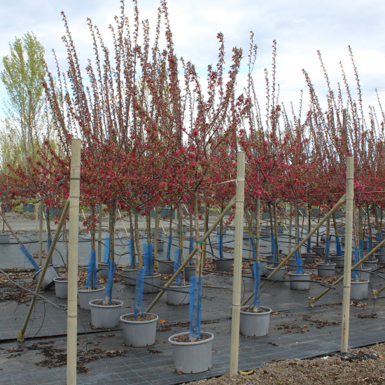 Pommier d'ornement 'Courtarou'