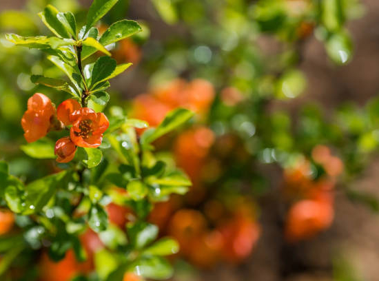Cognassier à fleurs 'Orange storm'