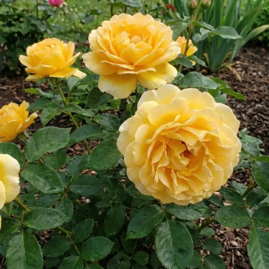 Rosier 'Souvenir de marcel proust '